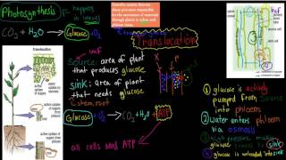 MB211 Xylem and Phloem  transport in plants HSC biology [upl. by Luce90]