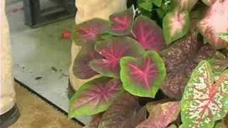 Caladiums A Shady Topic [upl. by Gonzalez]