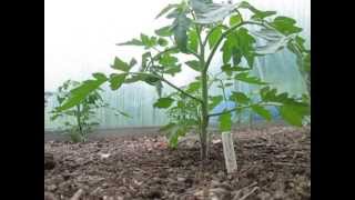 Why removing Tomato Sideshoots suckers ensures BIG growth [upl. by Safoelc]