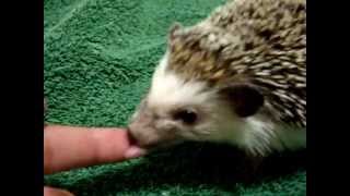 My Hedgehog Eats My Finger [upl. by Marteena]