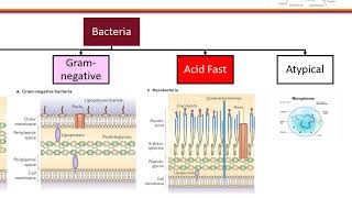 Clinical Microbiology and Susceptibility Testing Objective 1 [upl. by Aterg]