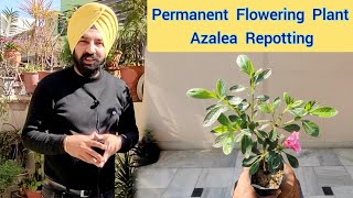 Permanent flowering plant Azalea repotting Azalea ki mitti kaise tyaar karein Azalea soil mix [upl. by Nade66]