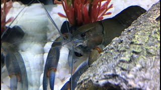 Keeping and breeding Crayfish easiest guide [upl. by Jourdan]