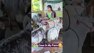 Nadipathy Cattle  1 to 2 Feet Height  miniature trending minicows yt youtube sanatanadharma [upl. by Ydeh875]