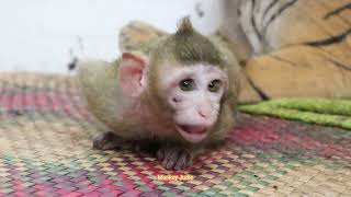 No Polly stop mistreated younger sister Bella please So pitiful baby monkey Bella [upl. by Nizam]