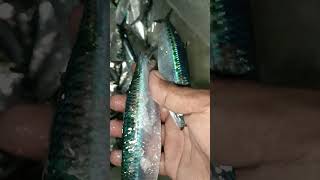 TambanLawlaw in Bikol Turay Subscribe sa full video millionviews fish fishing [upl. by Blondy]