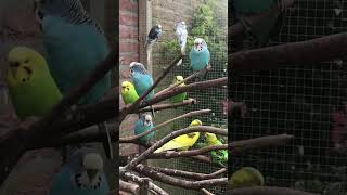 Parkieten geluiden – Parakeet sounds – Lovebird sounds – Budgie sounds Budgerigar sounds [upl. by Eirotal944]