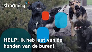 HELP Ik Heb Overlast Door Blaffende Honden [upl. by Stratton]