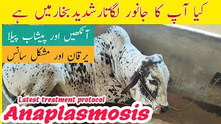 Anaplasmosis Treatment In Cow Buffalo Sheep And Goats  Latest Treatment Protocol [upl. by Malamut]