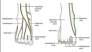 Superficial fibular nerve دخالد البكوش [upl. by Fleece585]