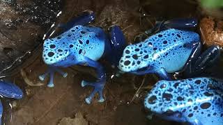 Azureus Dartfrogs male calling [upl. by Sosanna]