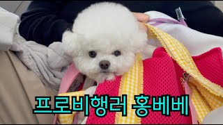 미국 일상 Vlog  엘에이인천 비행기  아시아나  강아지랑 여행  강아지 출국 서류  광견병항체가검사  ESA PSD 강아지랑 비행기 [upl. by Ellimak]