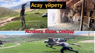 АСАУ ҮЙРЕТУ  АСПАНҒА СЕКІРІП ҚҰЛАДЫ  КӨК АЙҒЫРДЫҢ БАЛАСЫ КӨКТҰЙҒЫН  асауүйрету асау апититкз [upl. by Doraj]