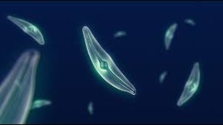 What Makes Diatoms So Special [upl. by Hilten146]