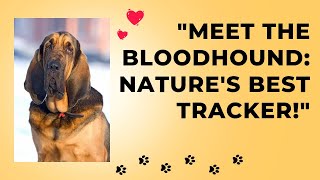 quotMeet the Bloodhound Natures Best Trackerquot [upl. by Valaree]