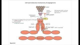 Cancer Ch10 Angiogenesis [upl. by Pellet]