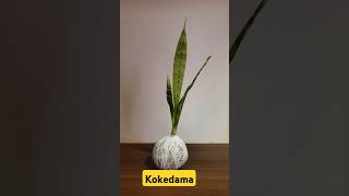 Kokedama piano nature [upl. by Kucik]