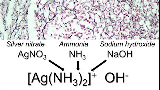 How to prepare ammoniacal silver [upl. by Stedmann]