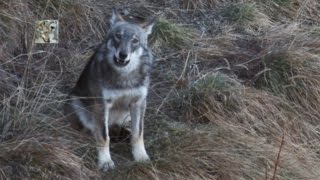 Lululato del lupo canis lupus italicus The Wolfs howling [upl. by Icyak]