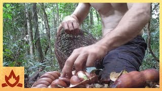 Primitive Technology Making poisonous Black bean safe to eat Moreton Bay Chestnut [upl. by Aikam]