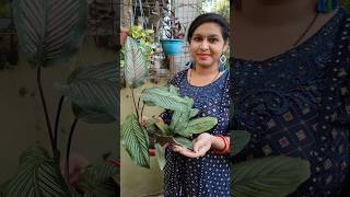 Propagation amp multiplication of calathea calathea propagation lipshaworld trending shortsviral [upl. by Saraiya]