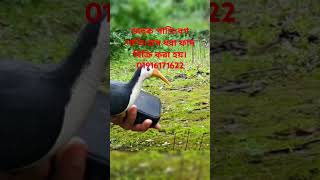 birds animaltrap pakhirdak birdcontrol dahukpakhi funny birdtrapshorts shortvideo [upl. by Seuqcaj]