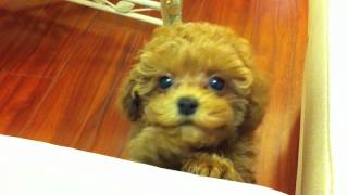 Tiny Red Toy Poodle Puppy Kola 95 weeks 18 lbs  whining amp crying [upl. by Allenrac]