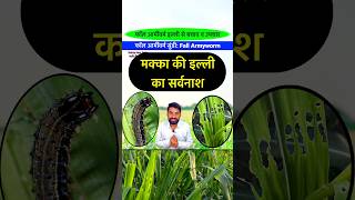 मक्का में इल्ली मारने की दवा  Makka me illi ki dawai  Fall Armyworm Control In Maize  shorts [upl. by Nehtan931]