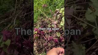 Propagating coral bell heuchera [upl. by Melany147]