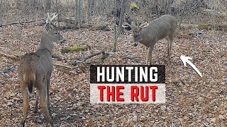 Hunting The Rut [upl. by Narra531]