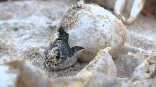 Baby Sea turtle hatching [upl. by Vivyanne]