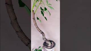 শিমুল বনসাই bonsai indoorbonsai Bombax bonsai [upl. by Akimad]