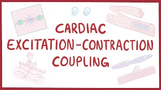 Cardiac excitationcontraction coupling [upl. by Nytsua]