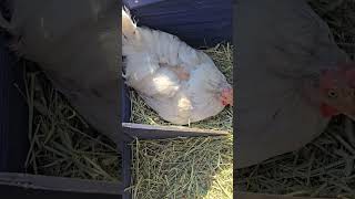 4 Eggs peoplefarmlifeupdate chicken freerangeeggs chickenegg eggfarm chickeneggs egglife egg [upl. by Teyugn]