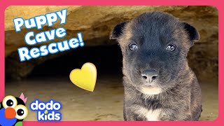 Can Rescuers Save Puppies Stuck In A Cave AND A Tortoise Den  Dodo Kids  Rescued [upl. by Javler339]