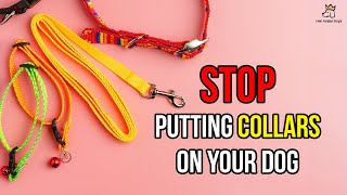 STOP Putting Collars on Your Dog [upl. by Nnyla]