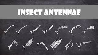 Insect Antennae  Entomology [upl. by Jeffries]