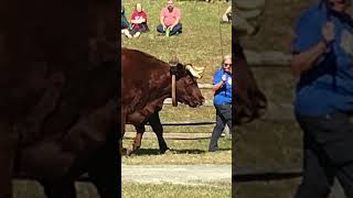 Oxen ferrum collegeblue ridge folk festival shorthorn cattleoldisgold old timy rodeo [upl. by Seigel]