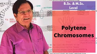 Polytene Chromosomes  Giant Chromosomes Part1  BSc amp MSc Level [upl. by Schwab]