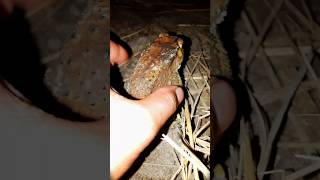 The funniest catching toad at the night 🔥 frog funny comedyvideos shorts funnyshorts toad [upl. by Moses426]