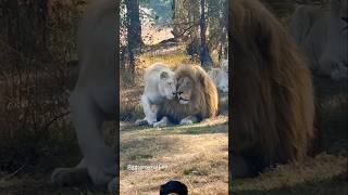 Lions sweet pride animals wildlife shortsfeed viralvideo [upl. by Odraner]