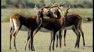 Black lechwe in Zambia [upl. by Refanej]