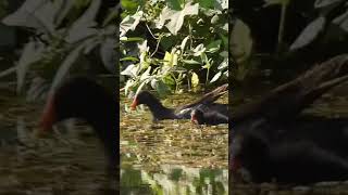 Moorhen Family [upl. by Dessma]