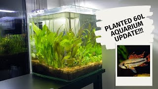 Planted 60L Aquarium Update [upl. by Siver]