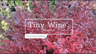 30 Seconds with Tiny Wine® Ninebark [upl. by Rbma152]