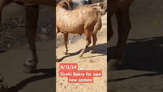 Sirohi Bakra for sale new update812249870046927viral Govandi Mumbai [upl. by Owens]