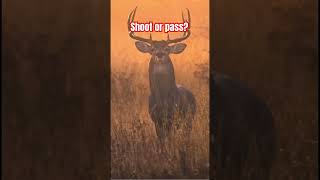 Shoot or pass music deerhunting deer bucks rut [upl. by Hertzog]