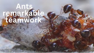 Amazing CloseUp Footage of Ants Remarkable Teamwork Video 2 [upl. by Eidnew]