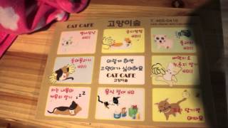 Cute Cat cafe in South Korea [upl. by Leugar]