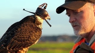 Hunting with a Passage Peregrine Falcon in South Carolina [upl. by Lynus]